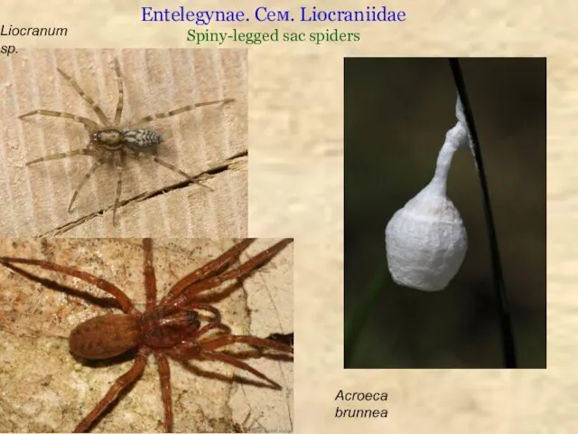 Entelegynae. Сем. Liocraniidae Spiny-legged sac spiders Liocranum sp. Acroeca brunnea