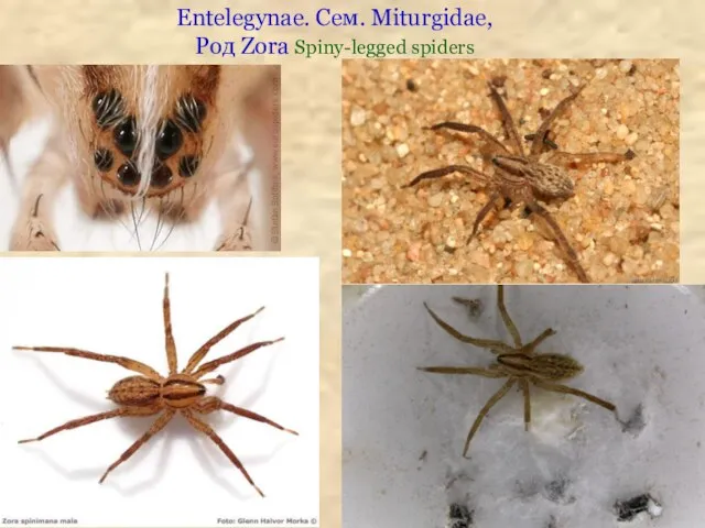 Entelegynae. Сем. Miturgidae, Род Zora Spiny-legged spiders