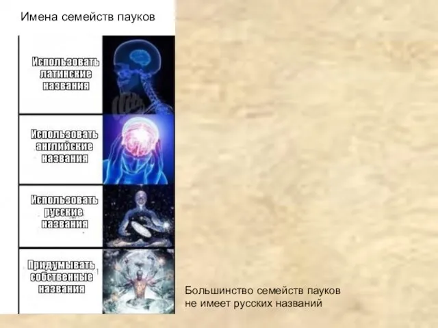 Имена семейств пауков Большинство семейств пауков не имеет русских названий