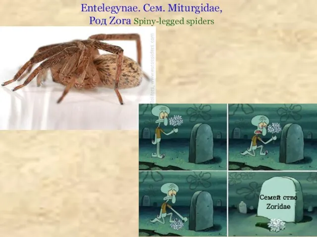 Entelegynae. Сем. Miturgidae, Род Zora Spiny-legged spiders Семейство Zoridae