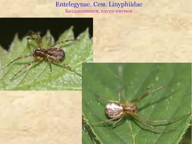 Entelegynae. Сем. Linyphiidae Балдахинники, пауки-пигмеи