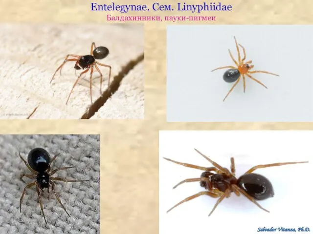 Entelegynae. Сем. Linyphiidae Балдахинники, пауки-пигмеи