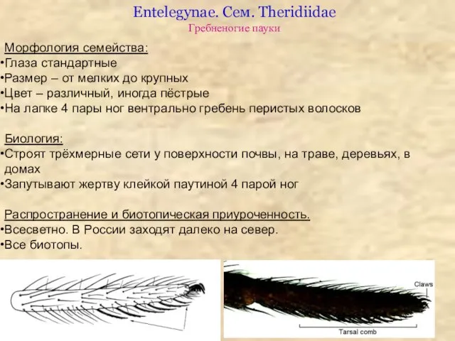 Entelegynae. Сем. Theridiidae Гребненогие пауки Морфология семейства: Глаза стандартные Размер –