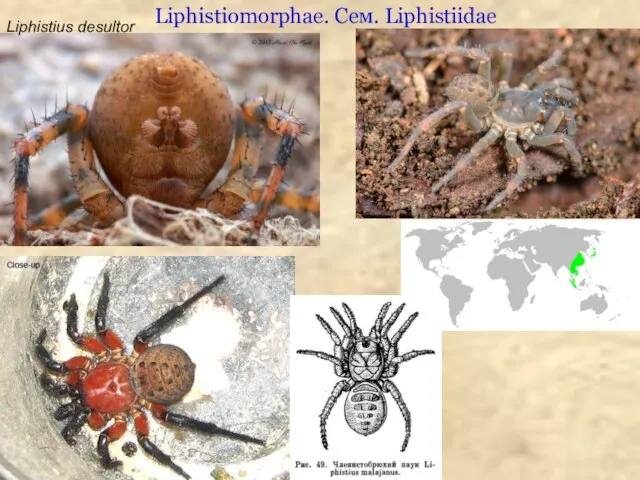 Liphistiomorphae. Сем. Liphistiidae Liphistius desultor