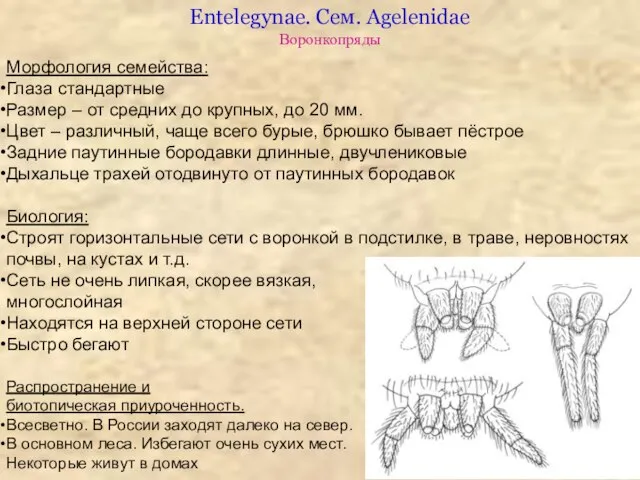 Entelegynae. Сем. Agelenidae Воронкопряды Морфология семейства: Глаза стандартные Размер – от