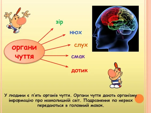 У людини є п’ять органів чуття. Органи чуття дають організму інформацію