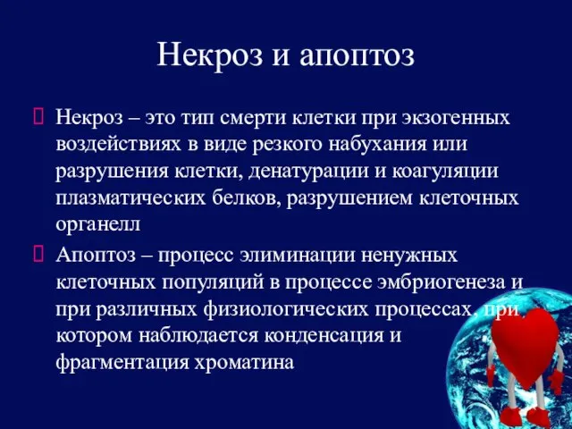 Некроз и апоптоз Некроз – это тип смерти клетки при экзогенных