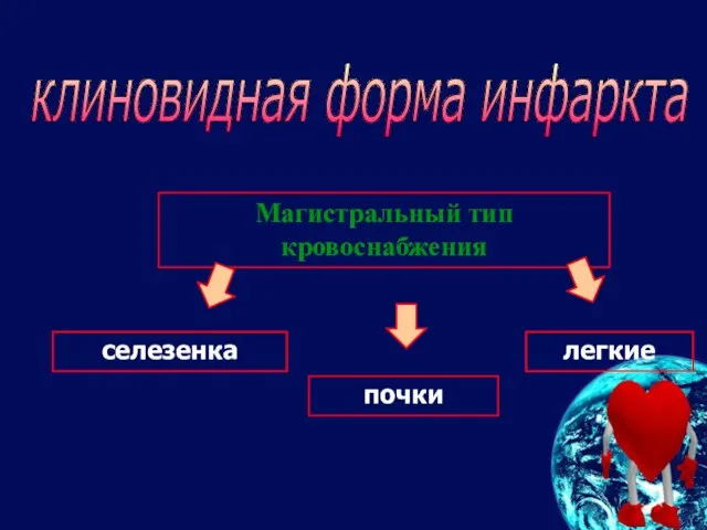 клиновидная форма инфаркта Магистральный тип кровоснабжения селезенка почки легкие