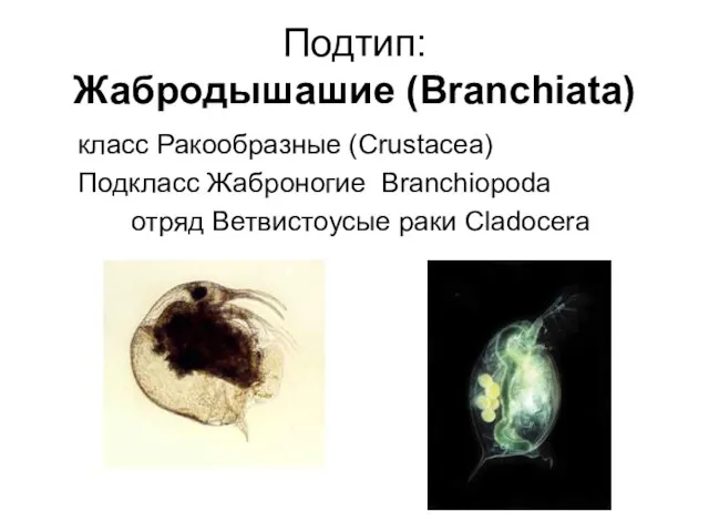 Подтип: Жабродышашие (Branchiata) класс Ракообразные (Crustacea) Подкласс Жаброногие Branchiopoda отряд Ветвистоусые раки Cladocera