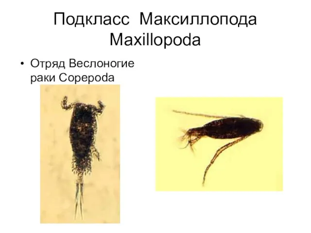 Подкласс Максиллопода Maxillopoda Отряд Веслоногие раки Copepoda