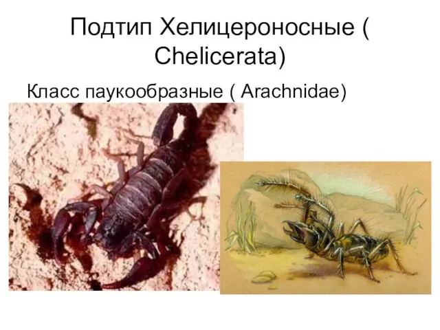 Подтип Хелицероносные ( Chelicerata) Класс паукообразные ( Arachnidae)