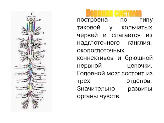 Нервная система