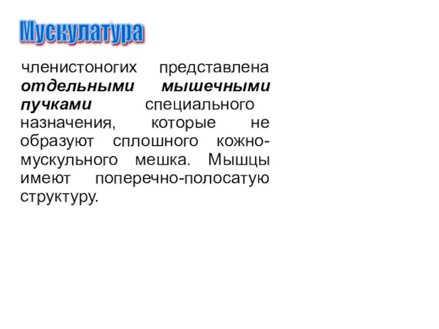 членистоногих представлена отдельными мышечными пучками специального назначения, которые не образуют сплошного