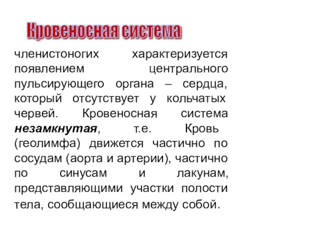 членистоногих характеризуется появлением центрального пульсирующего органа – сердца, который отсутствует у