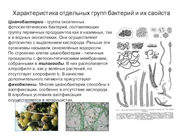 Характеристика отдельных групп бактерий и их свойств Цианобактерии - группа оксигенных