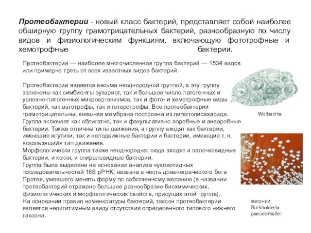 Протеобактерии - новый класс бактерий, представляет собой наиболее обширную группу грамотрицательных