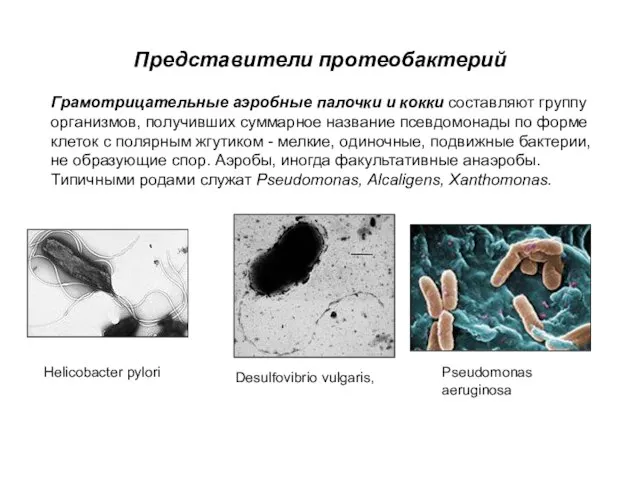 Представители протеобактерий Грамотрицательные аэробные палочки и кокки составляют группу организмов, получивших