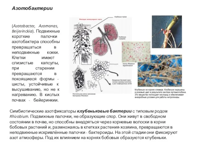 Азотобактерии (Azotobacter, Azomonas, Beijerinckia). Подвижные короткие палочки азотобактера способны превращаться в