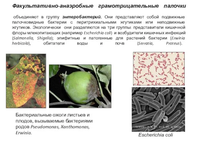 Факультативно-анаэробные грамотрицательные палочки объединяют в группу энтеробактерий. Они представляют собой подвижные