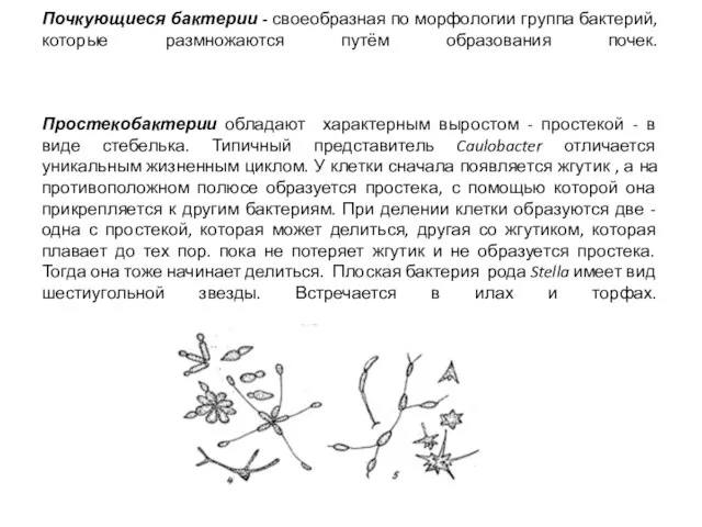 Почкующиеся бактерии - своеобразная по морфологии группа бактерий, которые размножаются путём