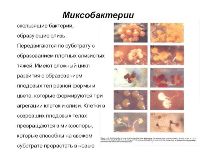 Миксобактерии скользящие бактерии, образующие слизь. Передвигаются по субстрату с образованием плотных