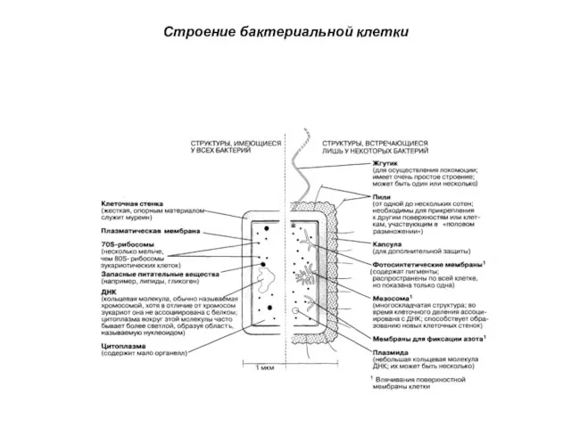 Строение бактериальной клетки