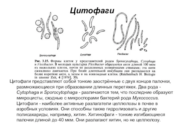 Цитофаги представляют собой тонкие заострённые с двух концов палочки, размножающиеся при