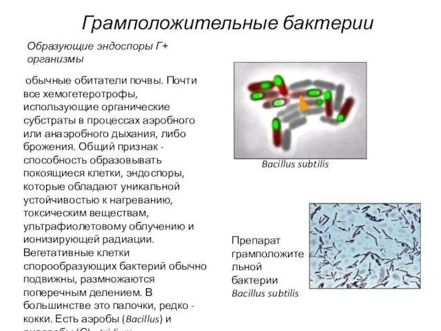 Грамположительные бактерии обычные обитатели почвы. Почти все хемогетеротрофы, использующие органические субстраты