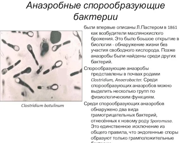 Анаэробные спорообразующие бактерии были впервые описаны Л.Пастером в 1861 как возбудители