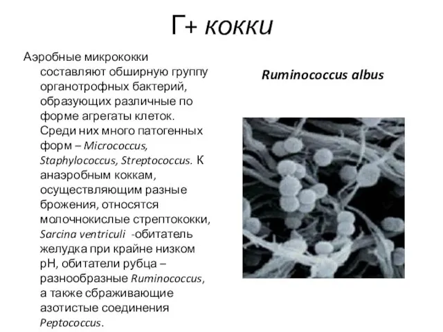 Г+ кокки Аэробные микрококки составляют обширную группу органотрофных бактерий, образующих различные