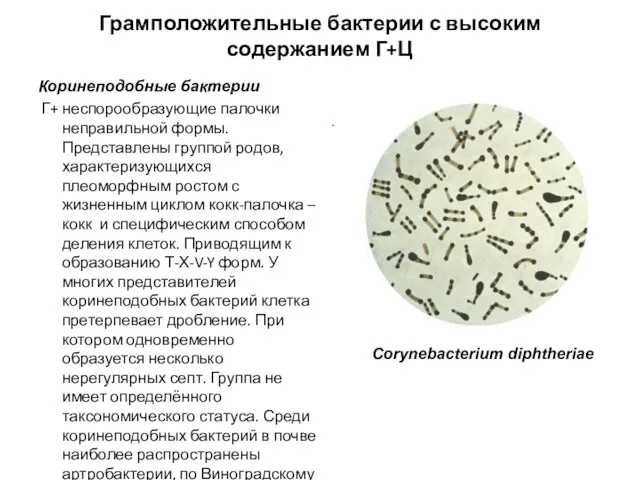 Грамположительные бактерии с высоким содержанием Г+Ц Коринеподобные бактерии Г+ неспорообразующие палочки