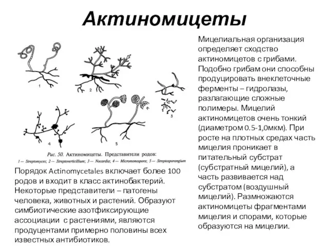 Актиномицеты Мицелиальная организация определяет сходство актиномицетов с грибами. Подобно грибам они