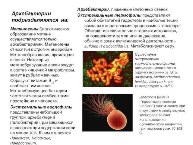 Архебактерии подразделяются на: Архебактерии, лишённые клеточных стенок Экстремальные термофилы представляют собой