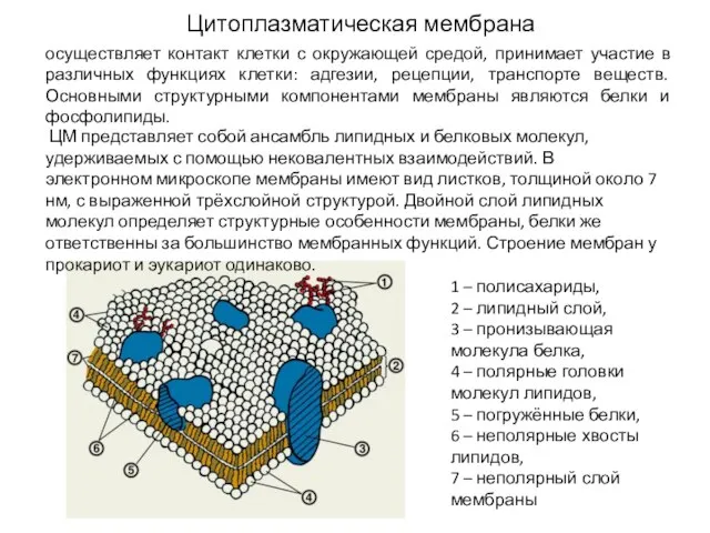 Цитоплазматическая мембрана осуществляет контакт клетки с окружающей средой, принимает участие в