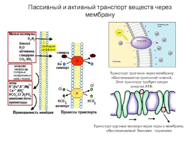 Пассивный и активный транспорт веществ через мембрану Транспорт протонов через мембрану