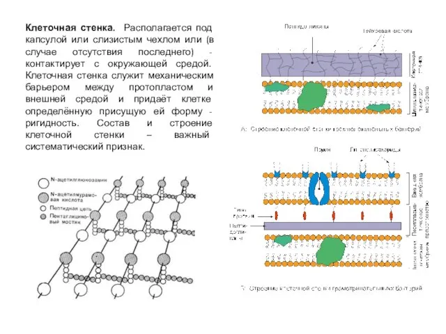 Клеточная стенка. Располагается под капсулой или слизистым чехлом или (в случае