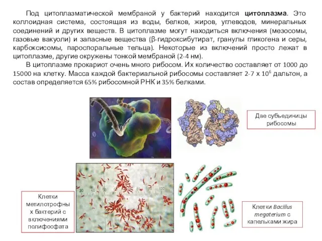 Под цитоплазматической мембраной у бактерий находится цитоплазма. Это коллоидная система, состоящая