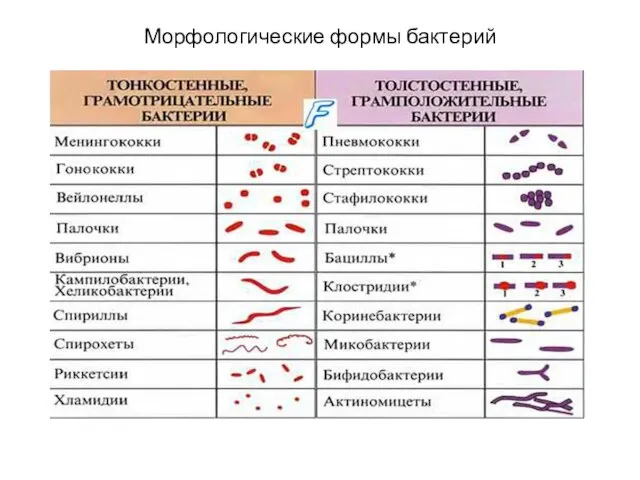 Морфологические формы бактерий