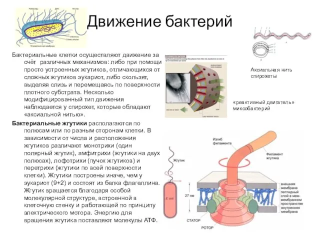 Движение бактерий Бактериальные клетки осуществляют движение за счёт различных механизмов: либо