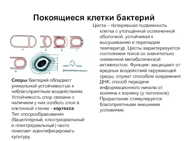 Покоящиеся клетки бактерий Циста – потерявшая подвижность клетка с утолщённой ослизненной