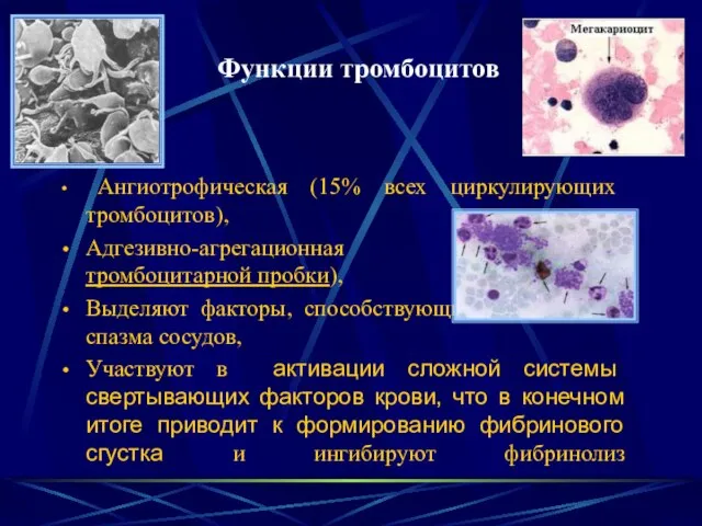 Функции тромбоцитов Ангиотрофическая (15% всех циркулирующих тромбоцитов), Адгезивно-агрегационная (первичная тромбоцитарной пробки),