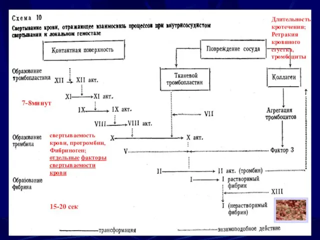 7-8минут 15-20 сек Длительность кротечения; Ретракия кровяного сгустка, тромбоциты свертываемость крови,