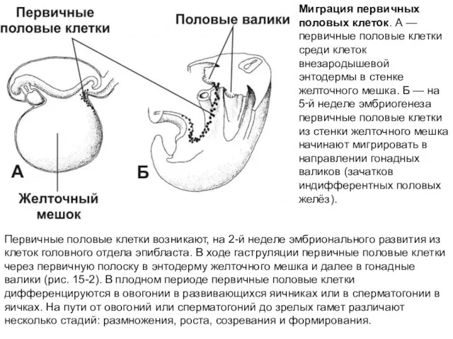 Первичные половые клетки возникают, на 2-й неделе эмбрионального развития из клеток