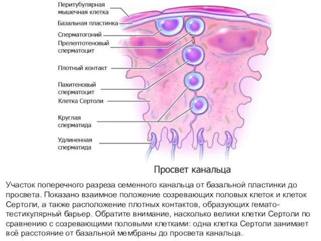 Участок поперечного разреза семенного канальца от базальной пластинки до просвета. Показано