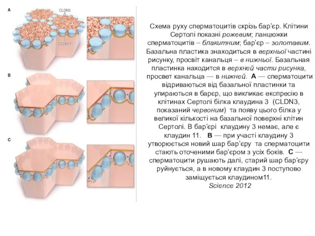 Схема руху сперматоцитів скрізь бар’єр. Клітини Сертолі показні рожевим; ланцюжки сперматоцитів