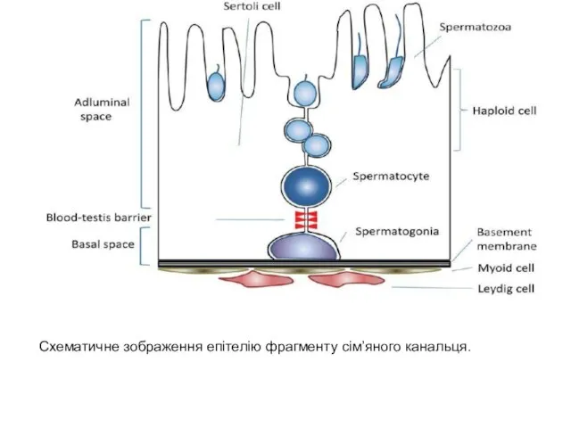 Схематичне зображення епітелію фрагменту сім’яного канальця.