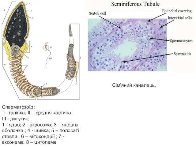 Сперматозоїд: I - голівка; II – средня частина ; III -