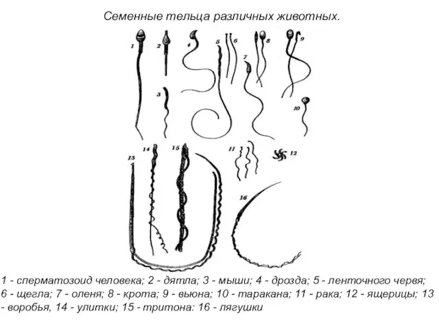 Семенные тельца различных животных. 1 - сперматозоид человека; 2 - дятла;