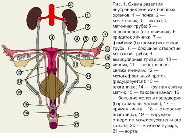 Рис. 1. Схема развития внутренних женских половых органов: 1 — почка;