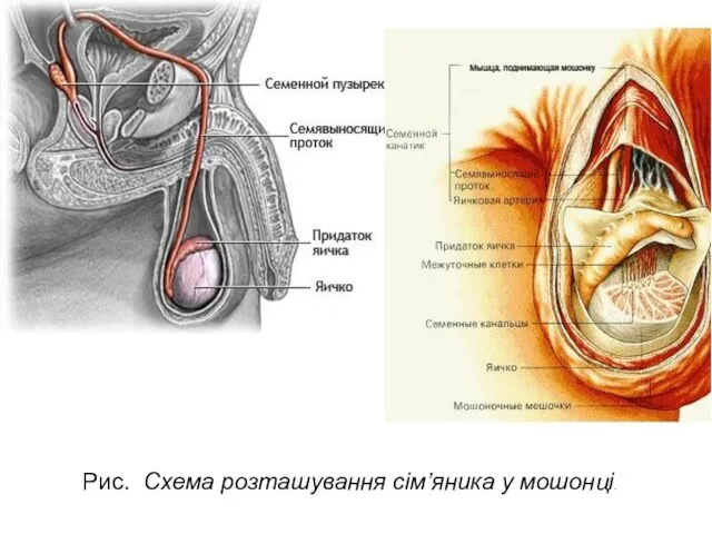 Рис. Схема розташування сім’яника у мошонці.